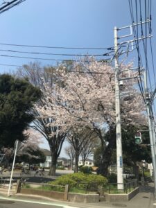 cherryblossam